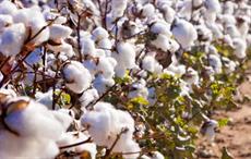 Pakistani cabinet committee allows duty-free cotton import