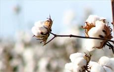 Cotton arrival at Pak ginneries up 10.07% as on March 3