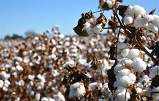 Cotton arrival at Pak ginneries down 6.83% as on Feb 15