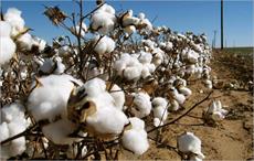 Brazilian cotton prices drop due to lower quality in Jan