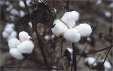 Cotton arrival at Pak ginneries down 6.90% as on April 1