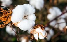 NACOTAN foresees higher cotton production in Nigeria