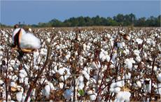 Benetton to use 100% sustainable cotton by 2025