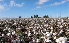 India to regain top cotton producer status in 2019-20