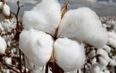 Nigeria starts distributing cotton seeds to farmers