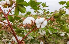 Cotton arrival at Pak ginneries down 27.04% as on Oct 1
