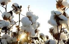 Pic: Cotton Australia