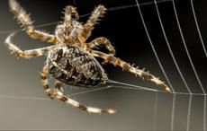 UNSW Sydney studying whether spider silk can be produced for use