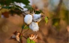China starts 2021 cotton state reserve sales