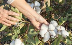 Togo's cotton production drops by 43% to 67000 tonnes in 2020-21