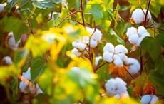 Egypt claims 30% rise in cotton production this year
