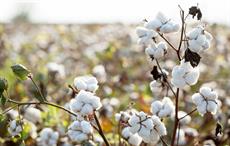 CAI lowers India’s 2021-22 cotton crop estimate by 12 lakh bales