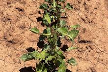 Spray drift damage in New South Wales. Pic: Cotton Australia