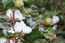 Mixed trends in ICE Cotton, market yet to find support amid volatility