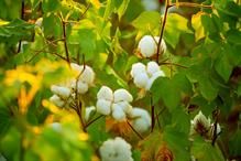 ICE cotton contracts hit multi-month lows amid market turbulence.