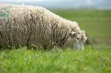 Australian wool market sees fluctuations this week