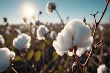 Lack of support, farmland hinder Bangladesh cotton farming: Experts