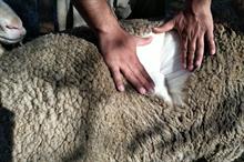 Positivity reigns at Australian wool auctions this week