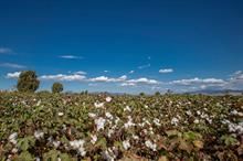 ICE cotton dips due to profit booking & other negative factors