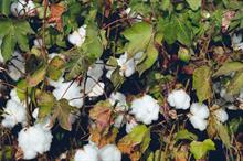 ICE cotton prices plunge to new low on weak demand