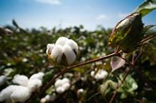 ICE cotton faces heavy selling; prices drop despite positive factors