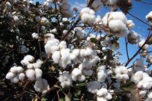 Indian cotton imports & exports estimate up, ending stocks may decline