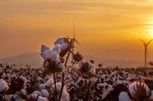ICE cotton prices fall amid strong crop forecasts, speculative trading