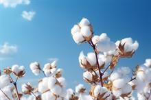 ICE cotton resilient amid market uncertainties; eyes on key reports.