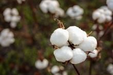 ICE cotton remains positive amid weaker dollar and crude oil rally