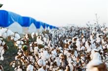 ICE cotton bounces back amid US crop concerns