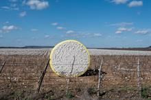 ICE cotton slips again on stronger dollar & Texas rains