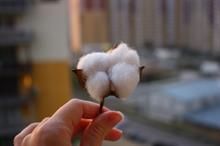 Brazilian cotton exports soar 238% in Jan-Apr, driven by China surge