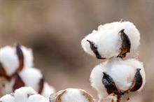 ICE cotton prices rise amid technical buying, USDA report awaited