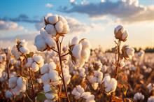 2023-24 season may see slightly lower global cotton production: Report