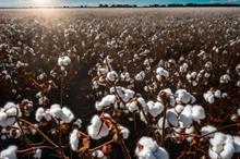 ICE cotton prices decline, market awaits export report