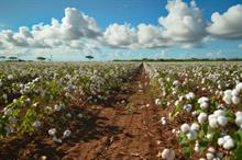 Brazilian cotton exports set to break records in June