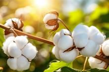 ICE cotton prices dip amid low trading volume before holiday