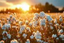 Global cotton production expected to reach 29 Mt by 2033: OECD, FAO