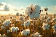 ICE cotton hits 3-year low as selling pressure continues