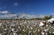 ICE cotton prices climb amid strong demand & weather concerns