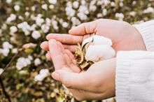 US researchers uncover root traits of climate-resilient cotton