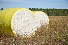 ICE cotton rallies amid bill buying & adverse crop conditions