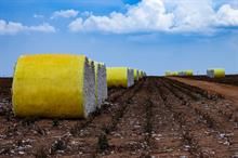 USDA reports significant cotton carryover & sales shifts for 2024-25