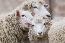 Australian wool market remains steady following recess