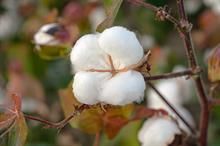 US Upland cotton sales at 121K bales, Pima totals 21,900 bales: USDA