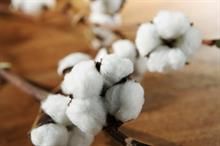 US Upland cotton sales down 44%, Pima up 5% this week: USDA