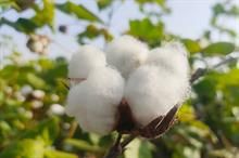 Cotton arrivals in Pakistan fall 60% due to crop damage, lower acreage