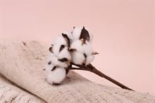 ICE cotton drops following US export sales report and dollar surge