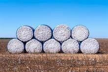 ICE cotton sees fifth day of gains; traders eye USDA export report