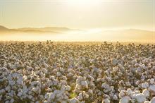 Pakistan may see higher cotton imports after crop damage, low arrival